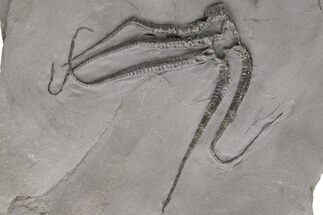 Silurian Fossil Brittle Star (Protaster) - New York #232055