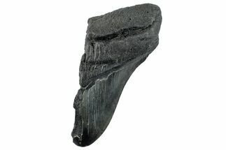 Partial Fossil Megalodon Tooth - South Carolina #268628