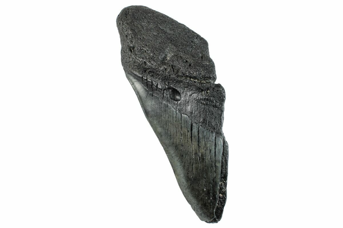 5.72" Partial Fossil Megalodon Tooth - South Carolina