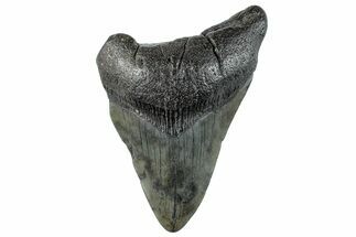 Partial Megalodon Tooth - South Carolina #268666