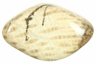 Polished Petoskey Stone (Fossil Coral) - Michigan #268013