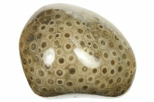 Petoskey Stones For Sale