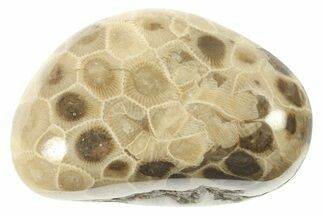 Polished Petoskey Stone (Fossil Coral) - Michigan #268034