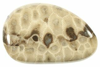 Polished Petoskey Stone (Fossil Coral) - Michigan #268037
