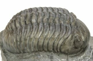 Austerops Trilobite - Jorf, Morocco #269002