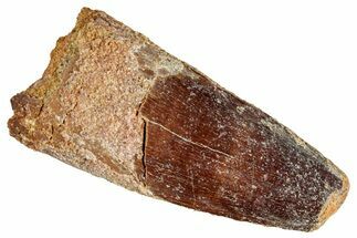 Fossil Spinosaurus Tooth - Real Dinosaur Tooth #268143