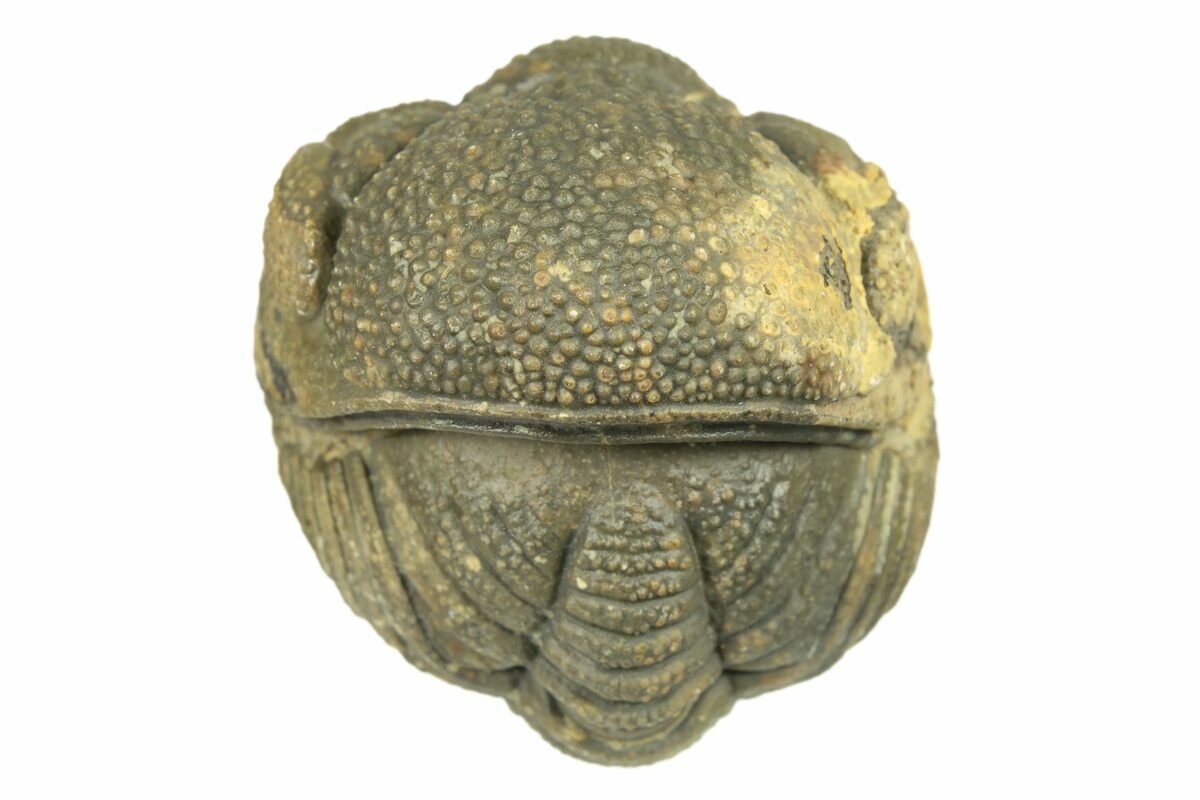 1.7" Long, Bumpy Enrolled Morocops Trilobite - Morocco (#269170) For ...