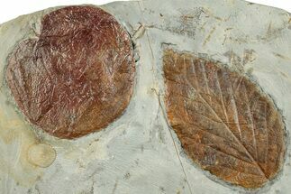 Two Fossil Leaves (Zizyphoides & Celtis) - Montana #268158