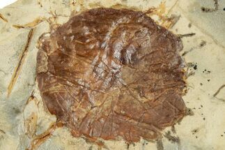 Fossil Leaf (Davidia) - Montana #268162