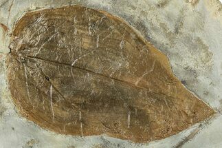 Fossil Leaf (Cissites) - Uncommon Species #268179
