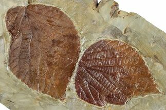 Shale with Two Fossil Leaves (Beringiaphyllum) - Montana #268290