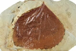Plant Fossils For Sale