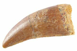 Serrated, Theropod (Deltadromeus?) Pre-Max Tooth - Morocco #268834