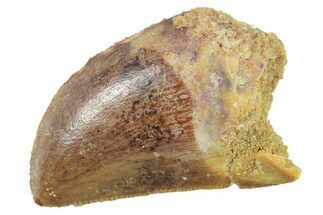 Serrated, Baby Carcharodontosaurus Tooth - Morocco #268864