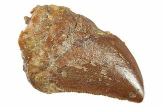 Serrated, Baby Carcharodontosaurus Tooth - Morocco #268865