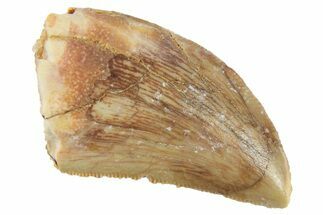 Serrated, Baby Carcharodontosaurus Tooth - Morocco #268892