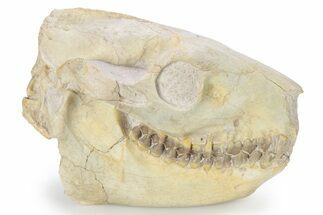 Pristine Fossil Oreodont (Merycoidodon) Skull - South Dakota #269604