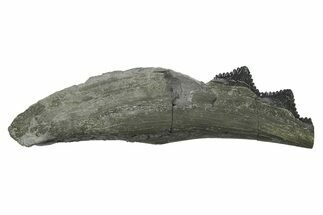 Bizarre Shark (Edestus) Jaw Section with Teeth - Carboniferous #269672