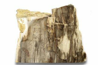 Polished, Petrified Wood (Metasequoia) Stand Up - Oregon #263764