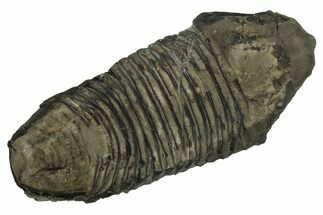 Silurian Trilobite (Trimerus) Fossil - New York #269712