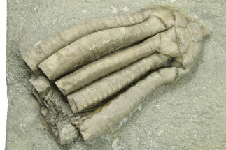 Partial Crinoid (Scytalocrinus) Fossil - Crawfordsville, Indiana #269715