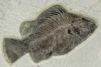 Detailed Fossil Fish (Priscacara Serrata) - Wyoming #269746
