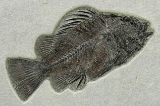 Fossil Fish (Priscacara Serrata) - Top Quality Specimen #269748