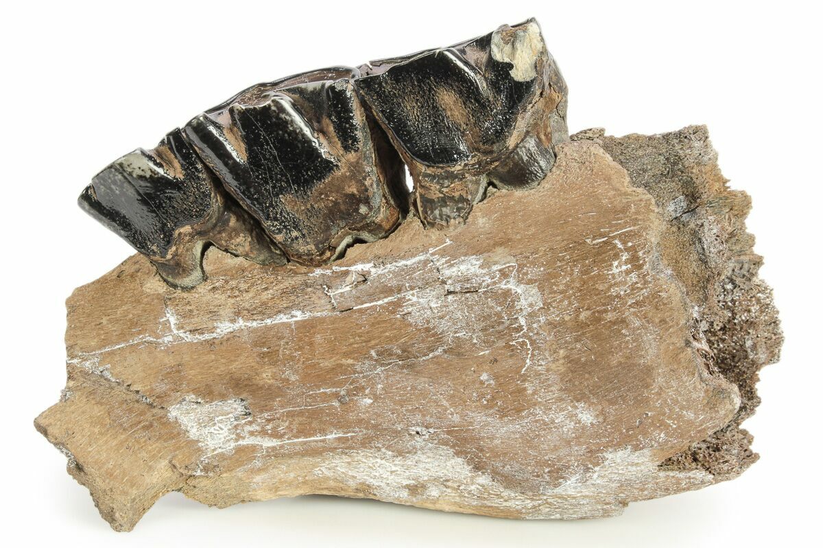 6.8" Fossil Woolly Rhino (Coelodonta) Mandible Section Siberia