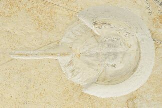 Horseshoe Crab (Mesolimulus) Fossil - Solnhofen Limestone #269767