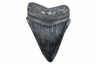 Fossil Great White Shark (Carcharodon) Tooth - South Carolina #269619