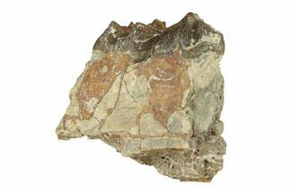 Oreodont (Merycoidodon) Jaw Section - South Dakota #268771