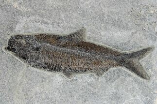 Detailed Fossil Fish (Knightia) - Exceptionally Large Specimen #269779