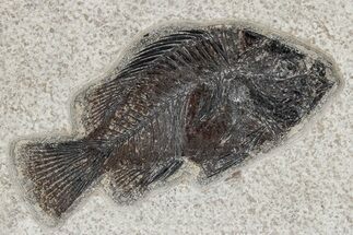 Fossil Fish (Cockerellites) - Wyoming #269780