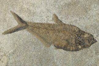 Beautiful Fossil Fish (Diplomystus) - Green River Formation #269901
