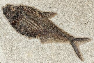 Beautiful Fossil Fish (Diplomystus) - Green River Formation #269792