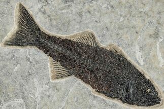 Beautiful Fish Fossil (Mioplosus) - Uncommon Species #269796
