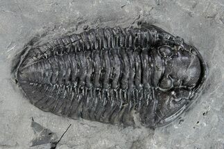 Calymene Niagarensis Trilobite Fossil - New York #269932