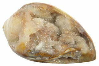 Chalcedony Replaced Gastropod With Sparkly Quartz - India #269806