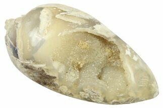 Chalcedony Replaced Gastropod With Sparkly Quartz - India #269824