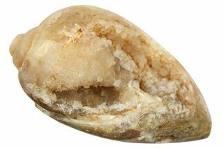 Chalcedony Replaced Gastropod With Sparkly Quartz - India #269835