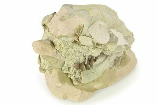 Fossil Oreodont (Leptauchenia) Partial Skull - South Dakota #269936