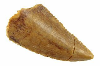Serrated, Raptor Tooth - Real Dinosaur Tooth #268730