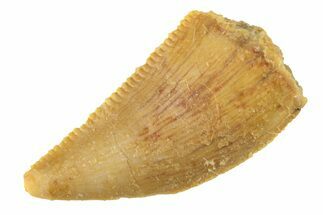 Serrated, Raptor Tooth - Real Dinosaur Tooth #268737