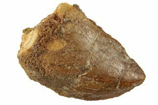 Bargain, Juvenile Carcharodontosaurus Tooth #268751