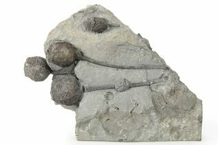 Echinoderm Fossils For Sale