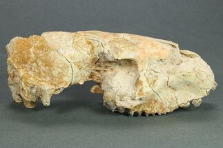 Partial Oreodont (Merycoidodon) Upper Skull - South Dakota #269855