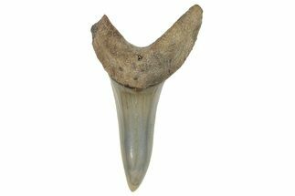 Fossil Shortfin Mako Shark Tooth - South Carolina #269966