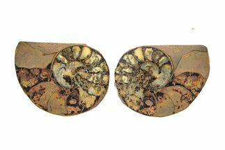 Sliced, Iron Replaced Fossil Ammonite - Morocco #269498