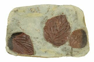 Plate with Three Fossil Leaves (Two Species) - Montana #269306