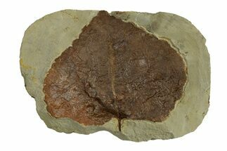 Fossil Leaf (Zizyphoides) - Montana #269392